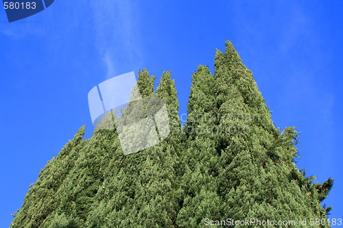 Image of Italian Cypress Trees