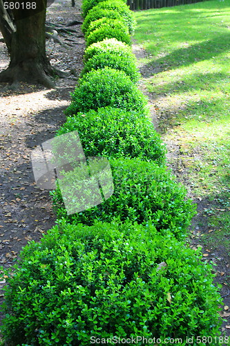Image of Japanese Boxwood Schrubs