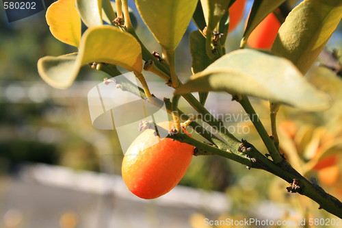 Image of Kumquat