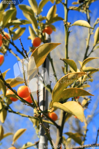 Image of Kumquats