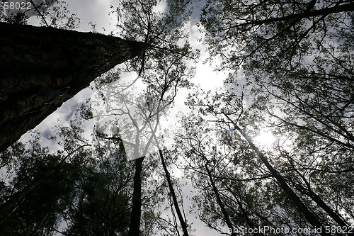 Image of Tropical Forrest