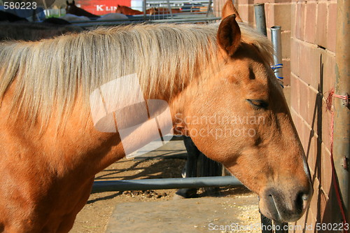 Image of Light Brown Horse