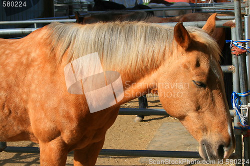 Image of Light Brown Horse