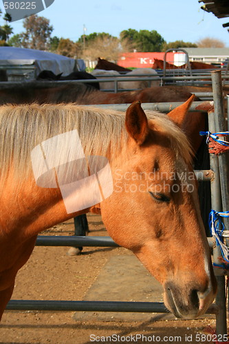 Image of Light Brown Horse