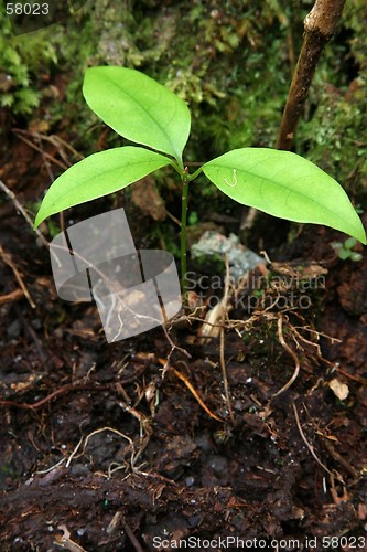 Image of Growing Tree