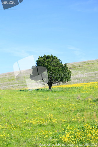 Image of Single Tree