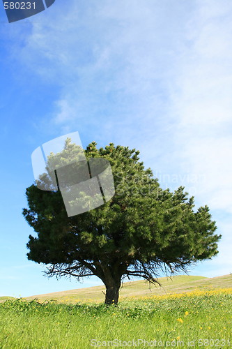 Image of Single Tree