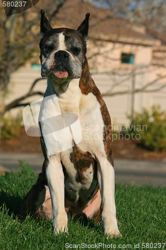 Image of Male Boxer Dog