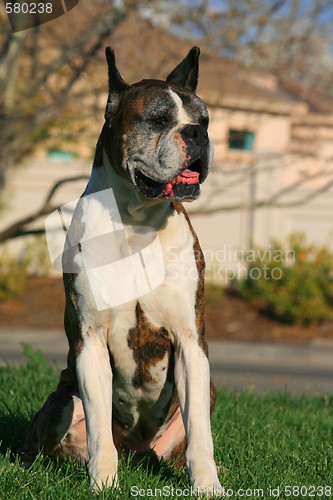 Image of Male Boxer Dog