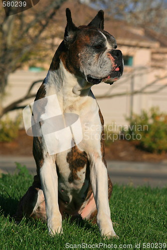 Image of Male Boxer Dog