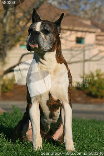 Image of Male Boxer Dog