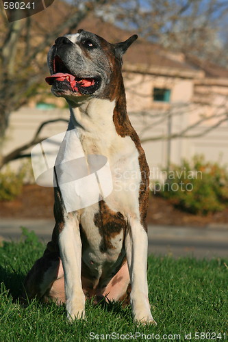 Image of Male Boxer Dog