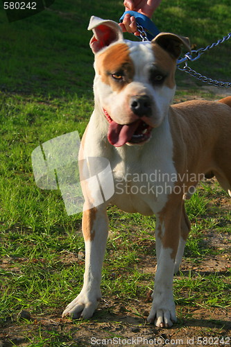 Image of Pitbull Dog