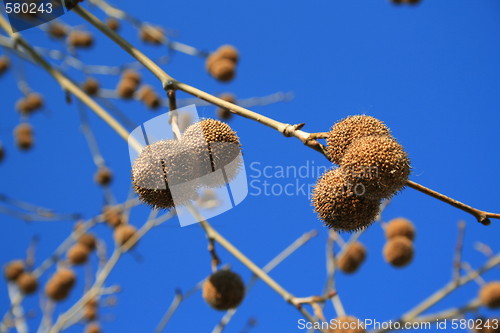 Image of Tree Seed Pods