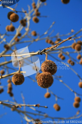 Image of Tree Seed Pods