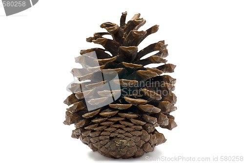 Image of cedar cone
