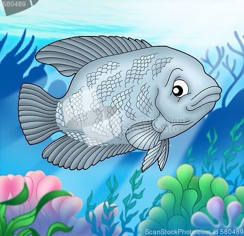 Image of Big Urama fish