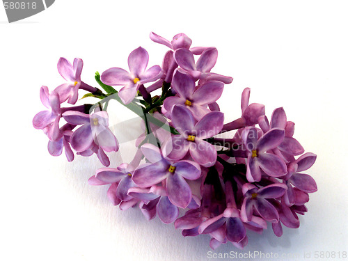 Image of lilacs