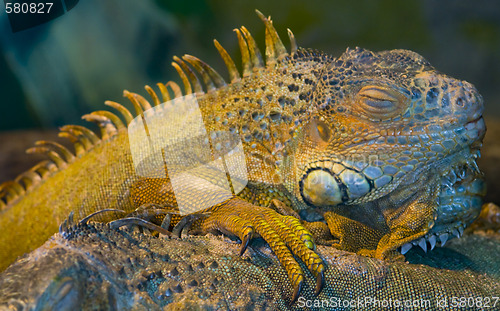 Image of Iguana