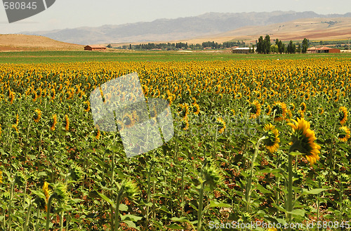 Image of Yellow Fields