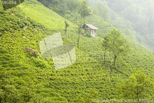 Image of Tea Plants