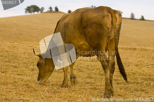 Image of Cow