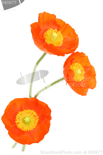 Image of red poppies