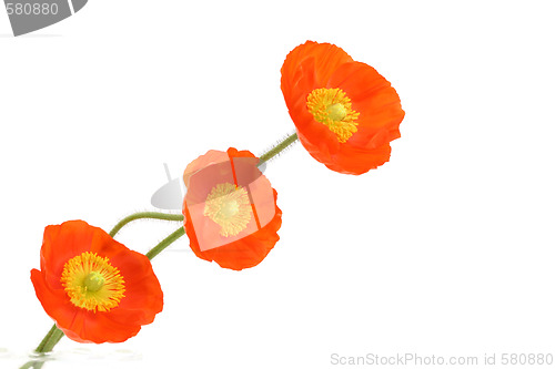 Image of red poppies