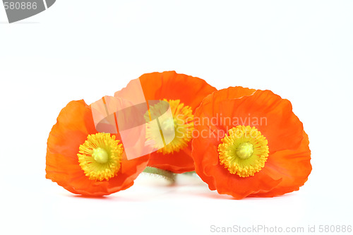 Image of red poppies