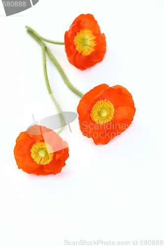 Image of red poppies