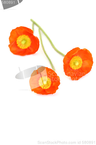 Image of red poppies