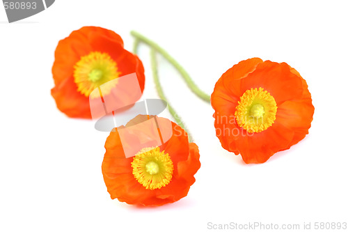 Image of red poppies