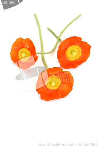 Image of red poppies