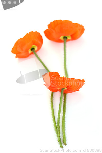 Image of red poppies