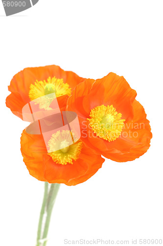 Image of red poppies