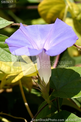 Image of Purple Morning Glory