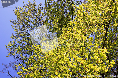 Image of Beech in spring