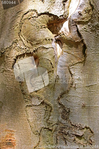 Image of tree trunk 
