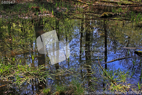 Image of tree stump