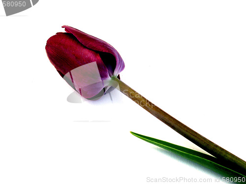 Image of tulip