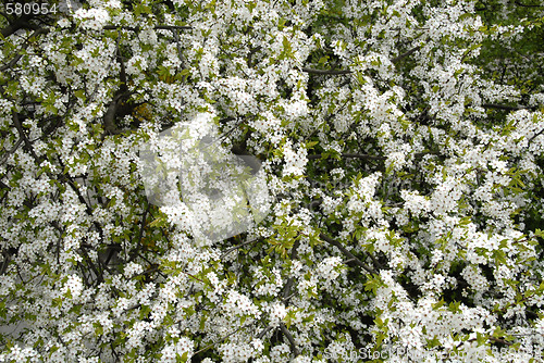 Image of Nature 6