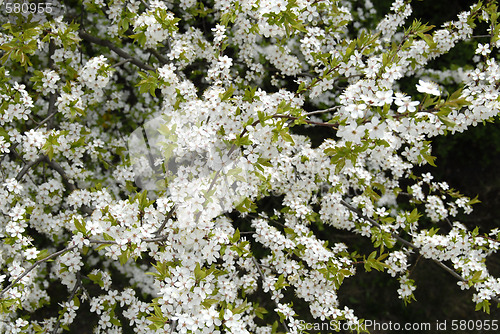 Image of Flowers 2
