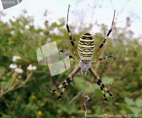 Image of striped spider