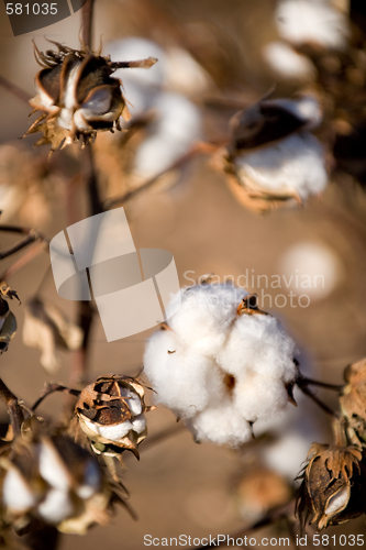 Image of Cotton ball