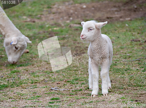 Image of young lamb on the farm