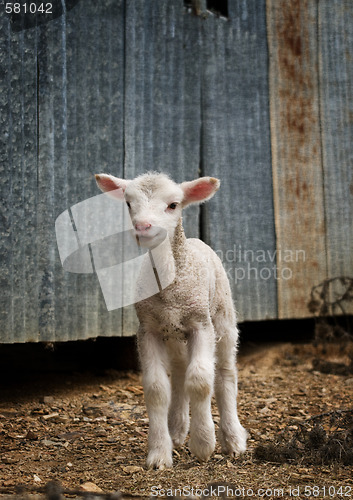 Image of young lamb on the farm
