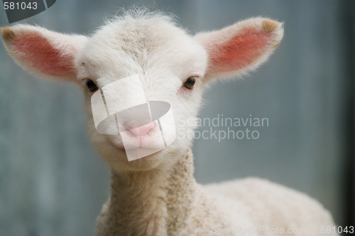 Image of young lamb on the farm