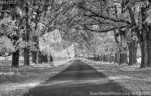 Image of tree lined road