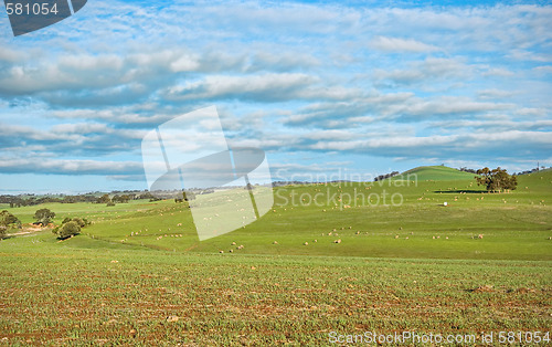 Image of sheep in the field