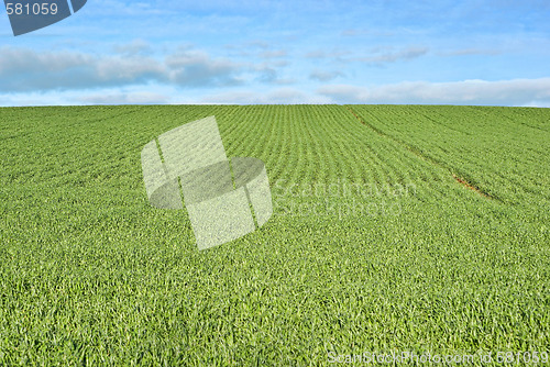 Image of lush green grass